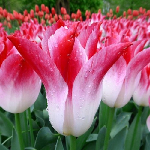 Tulipa 'Whispering Dream' - Tulp 'Whispering Dream'